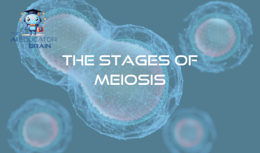 The Stages of Meiosis
